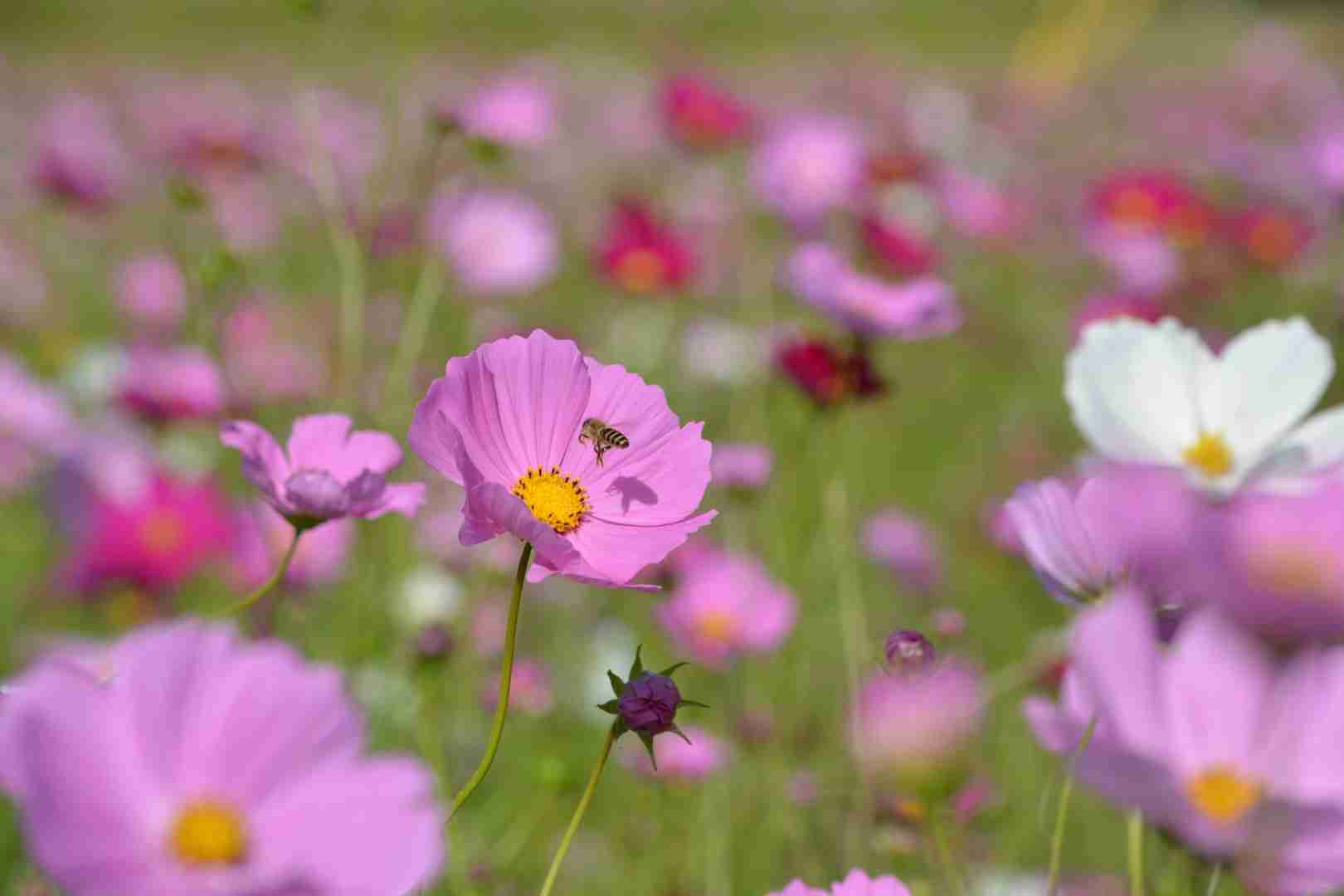お花で癒されたい!のトピ