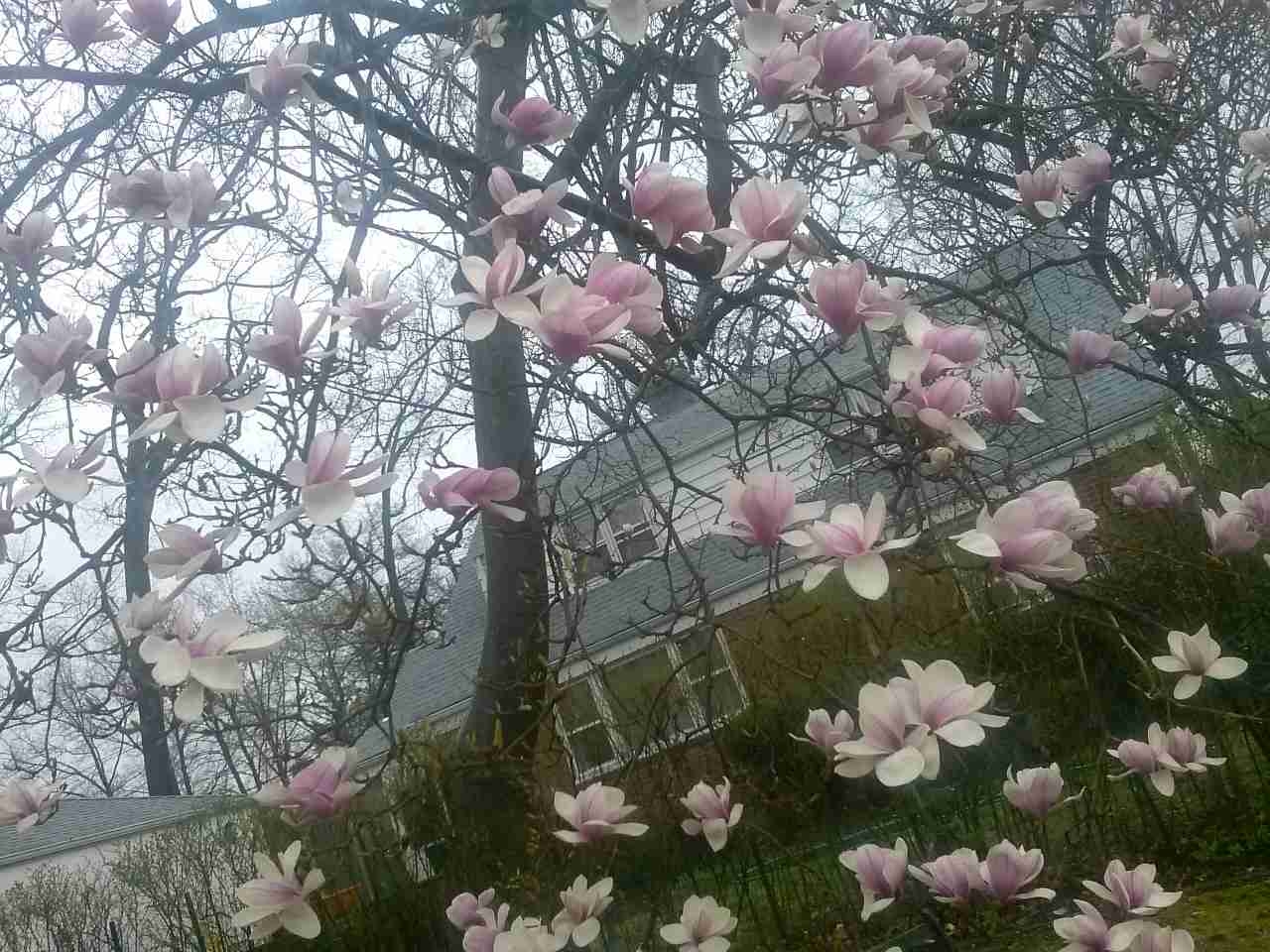 お花で癒されたい!のトピ