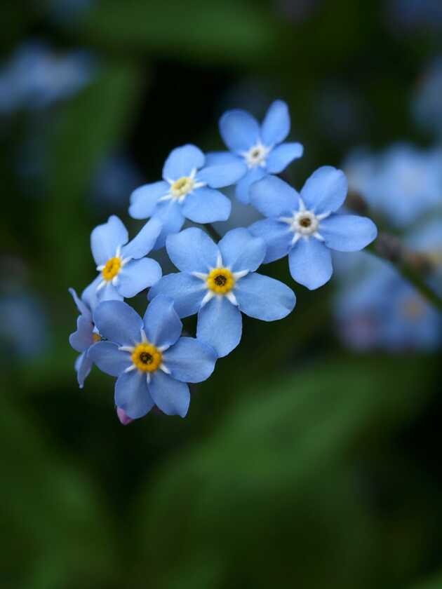 お花で癒されたい!のトピ