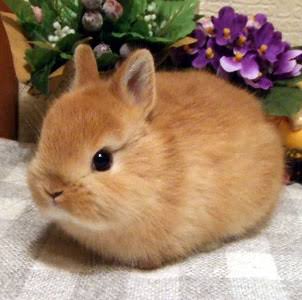 ガルちゃんシティーをつくろう！