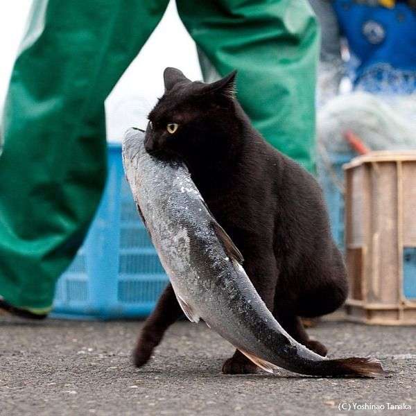 ガルちゃんシティーをつくろう！