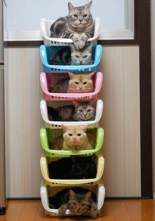 ガルちゃんシティーをつくろう！