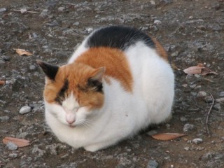 もふもふした動物達の画像を貼るトピ