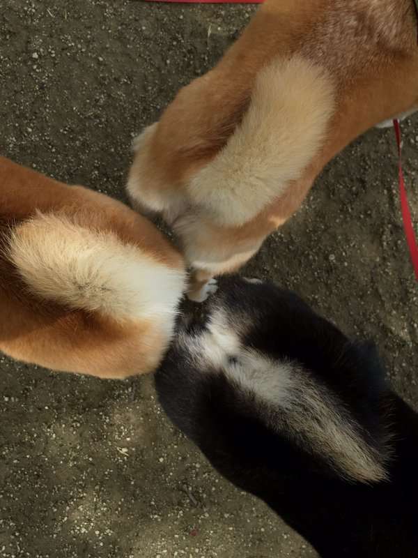 もふもふした動物達の画像を貼るトピ