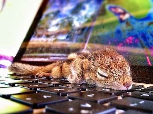 もふもふした動物達の画像を貼るトピ