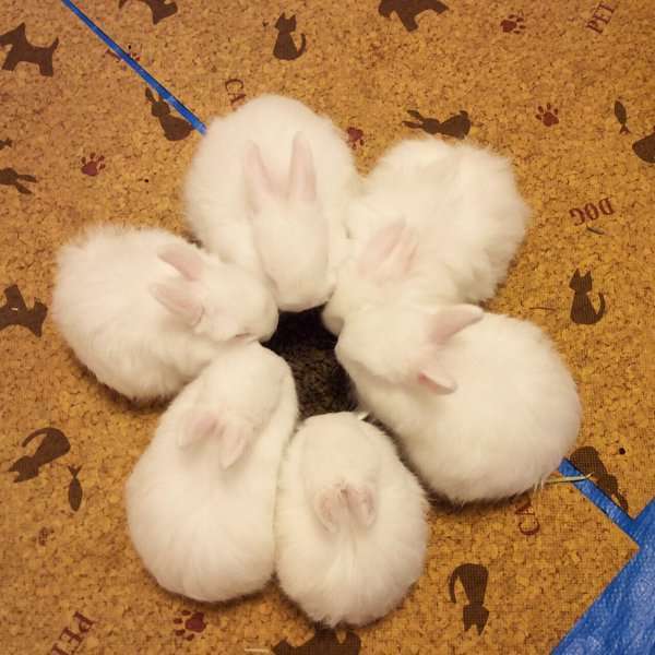 もふもふした動物達の画像を貼るトピ