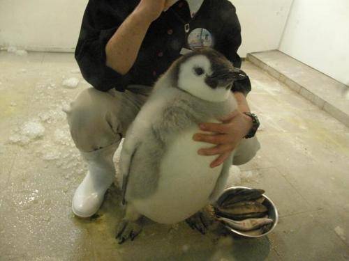 もふもふした動物達の画像を貼るトピ