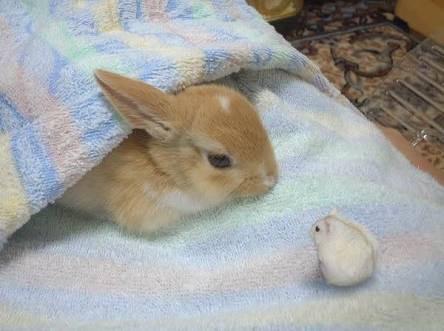 もふもふした動物達の画像を貼るトピ