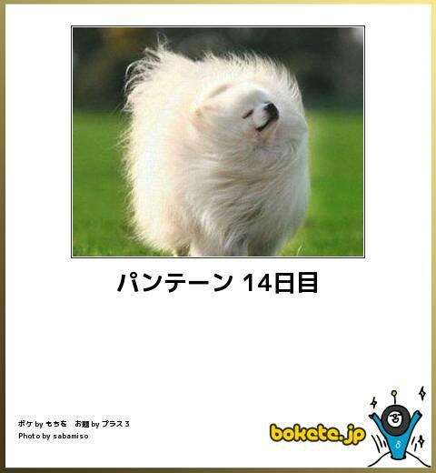もふもふした動物達の画像を貼るトピ