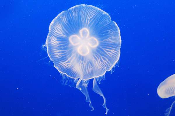 クラゲ好きな方 ガールズちゃんねる Girls Channel