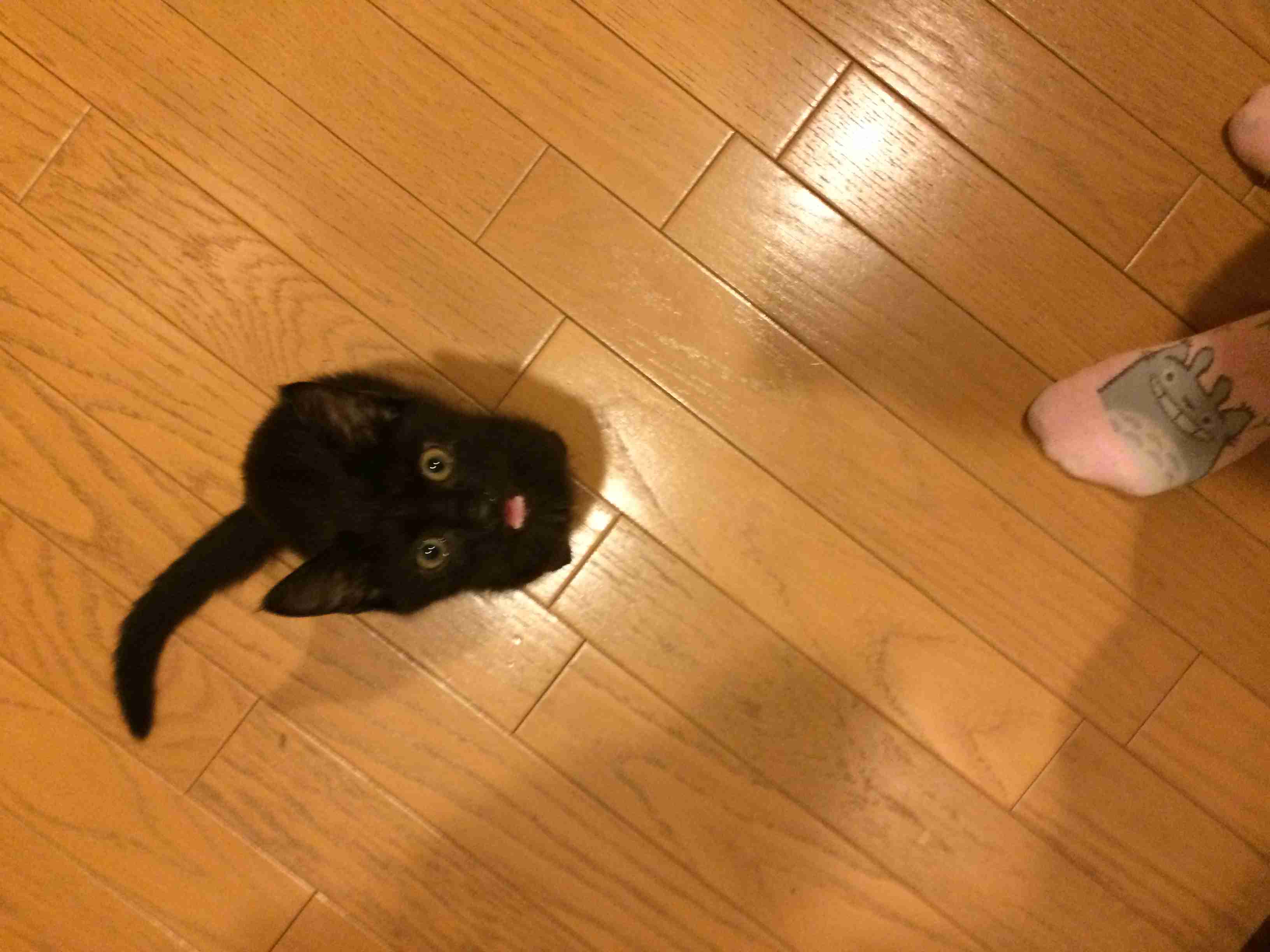 猫好きだけど猫アレルギーな人…
