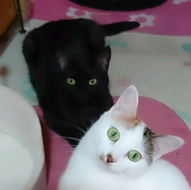 猫好きだけど猫アレルギーな人…