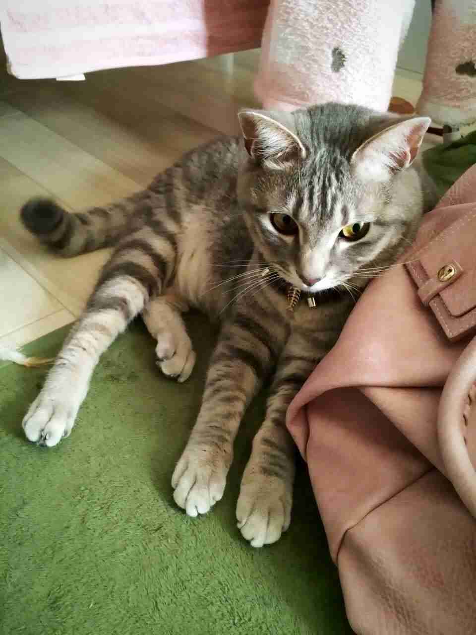 猫好きだけど猫アレルギーな人…