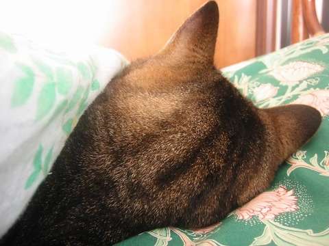 猫好きだけど猫アレルギーな人…