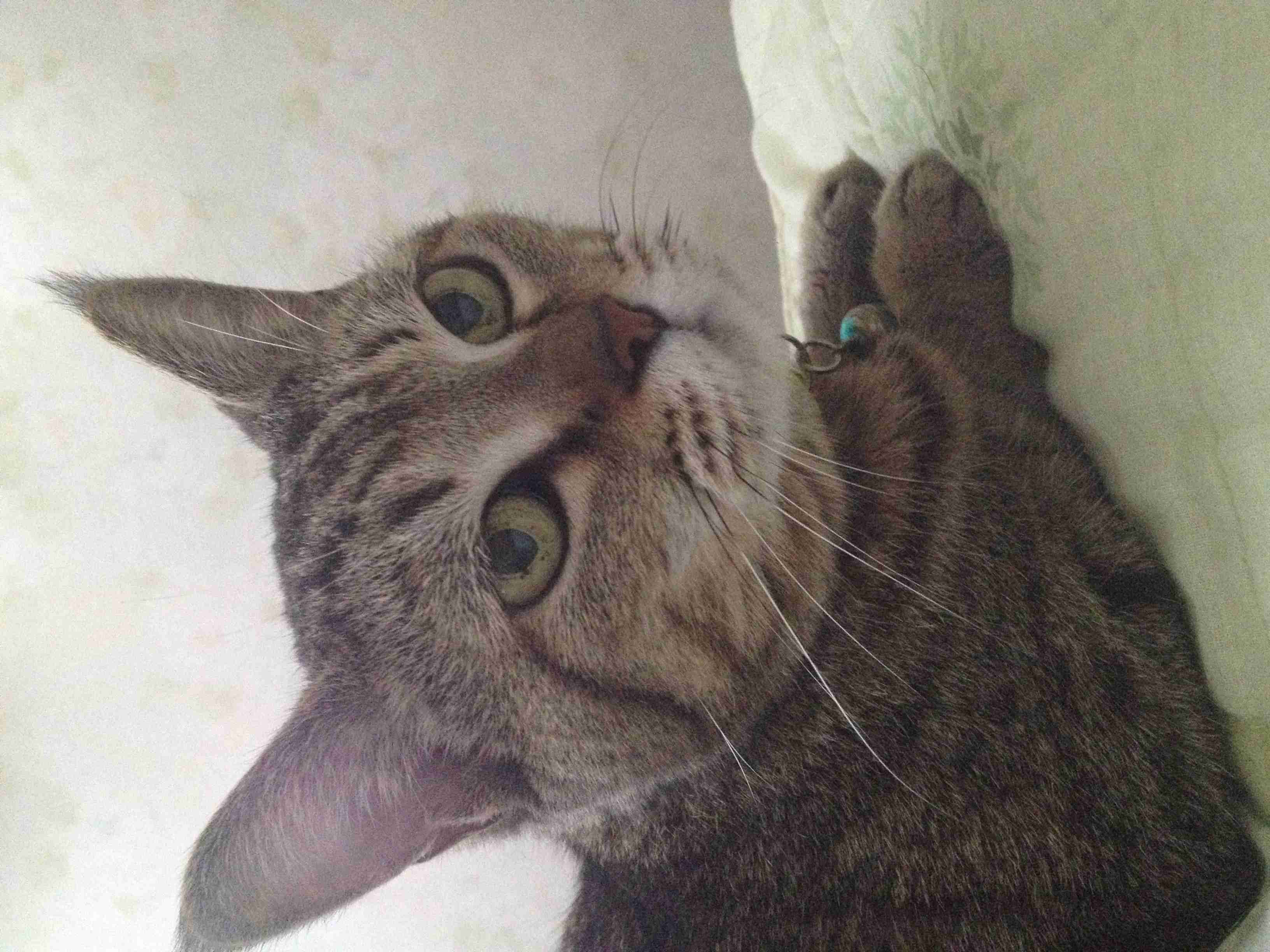 猫好きだけど猫アレルギーな人…
