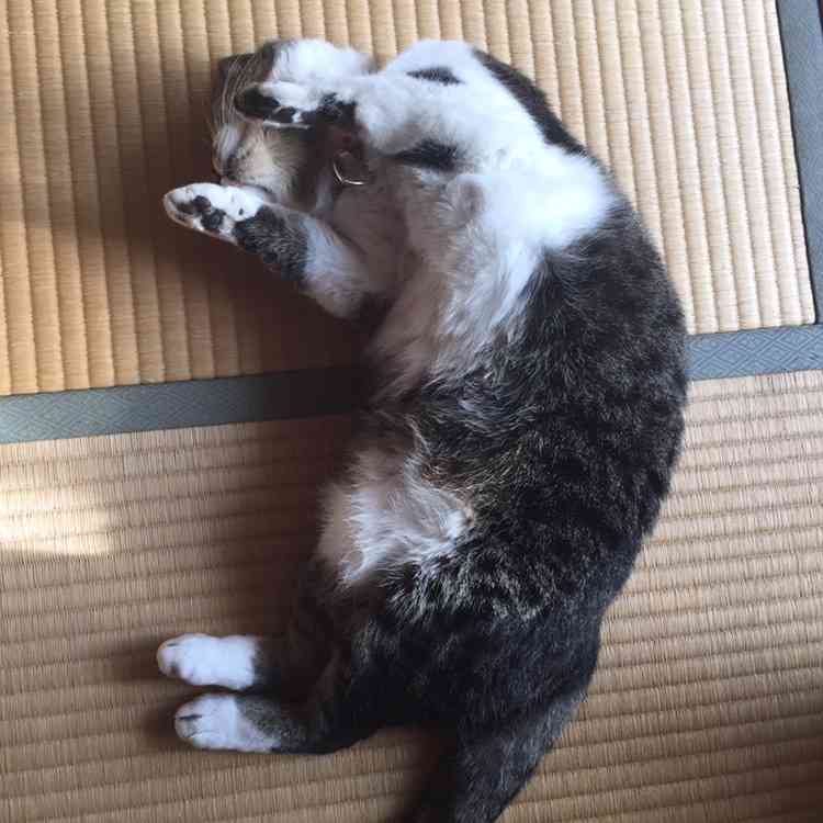 猫好きだけど猫アレルギーな人…