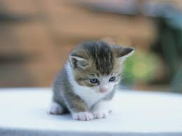 猫好きだけど猫アレルギーな人…
