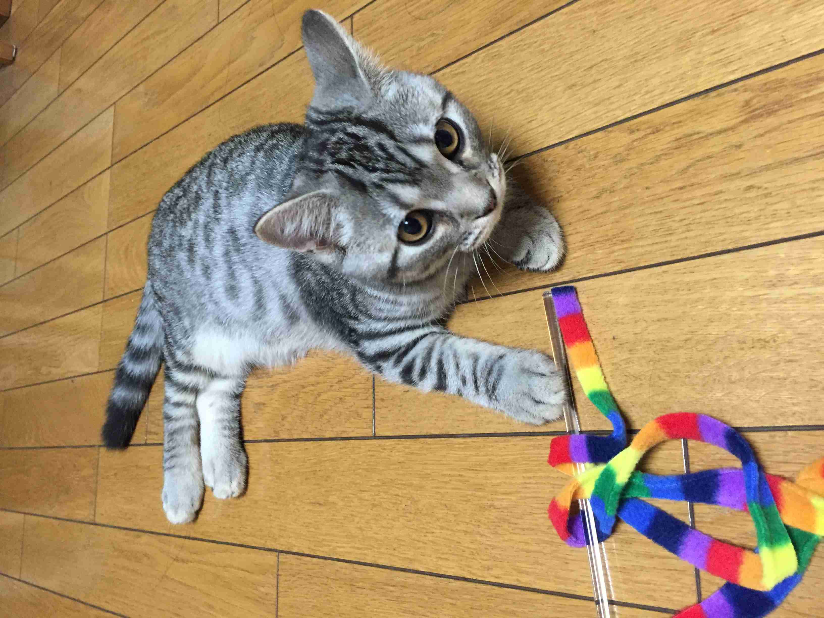 猫好きだけど猫アレルギーな人…