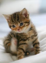 猫好きだけど猫アレルギーな人…