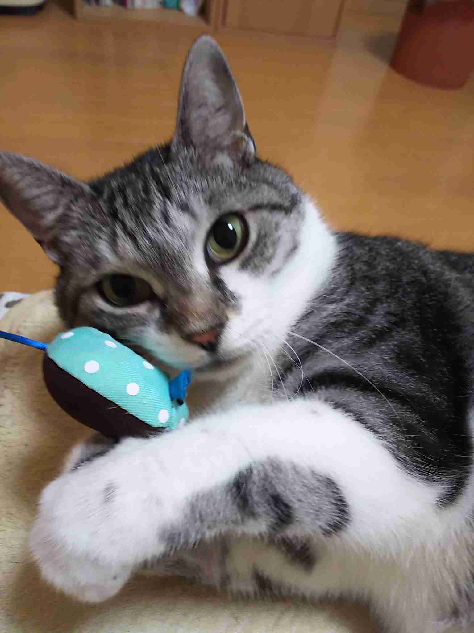 猫好きだけど猫アレルギーな人…