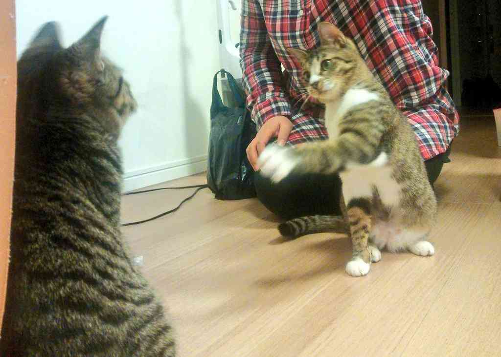 猫好きだけど猫アレルギーな人…