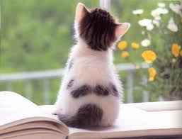猫好きだけど猫アレルギーな人…