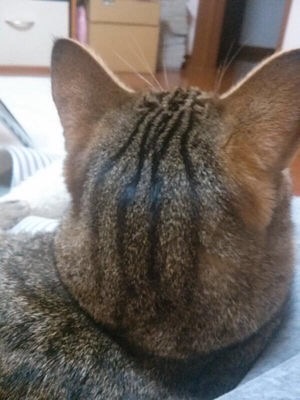 猫好きだけど猫アレルギーな人…