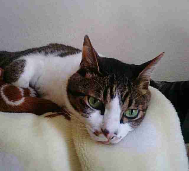猫好きだけど猫アレルギーな人…