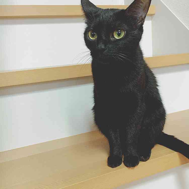 猫好きだけど猫アレルギーな人…