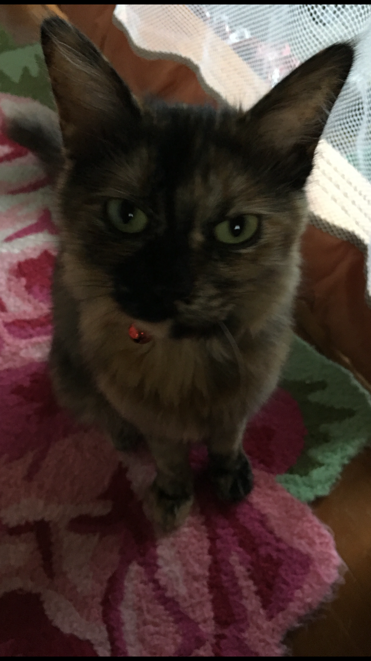 猫好きだけど猫アレルギーな人…