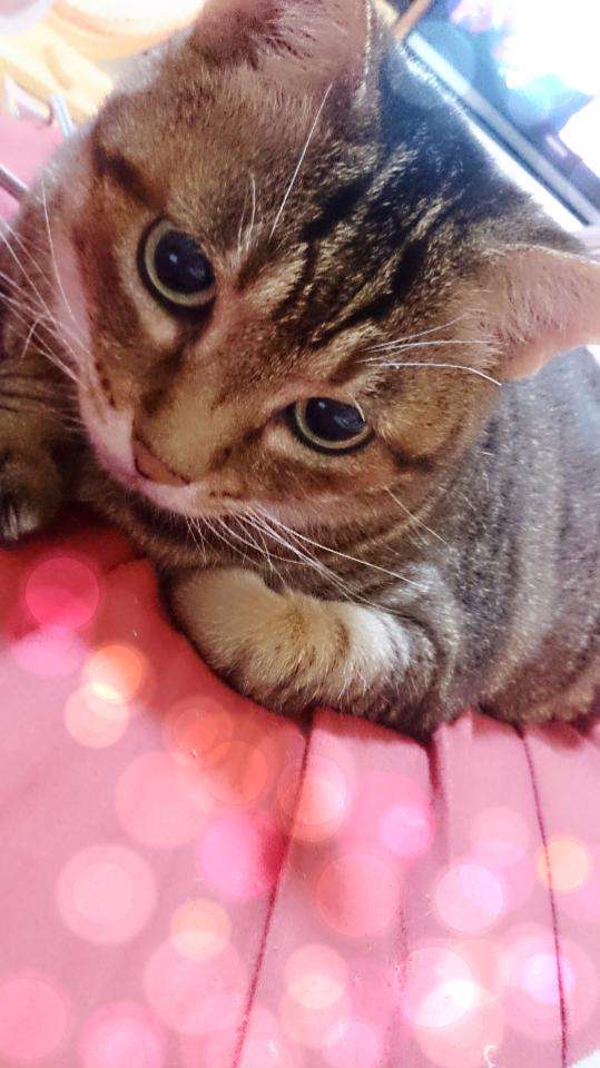 猫好きだけど猫アレルギーな人…