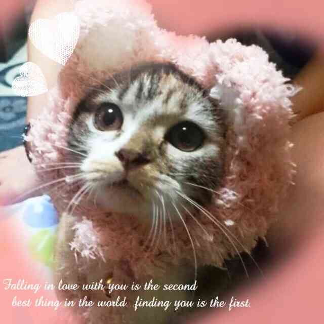 猫好きだけど猫アレルギーな人…
