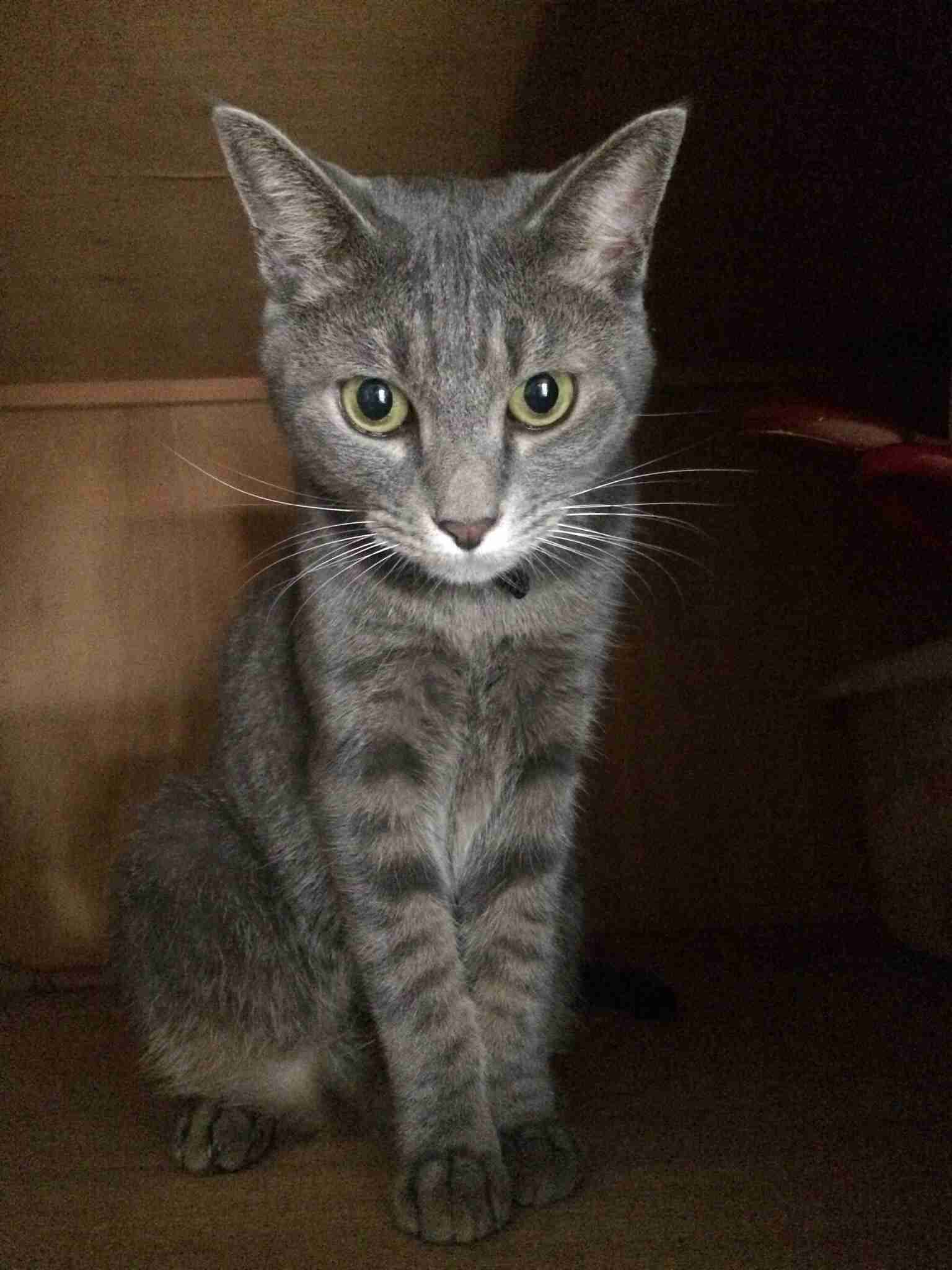 猫好きだけど猫アレルギーな人…