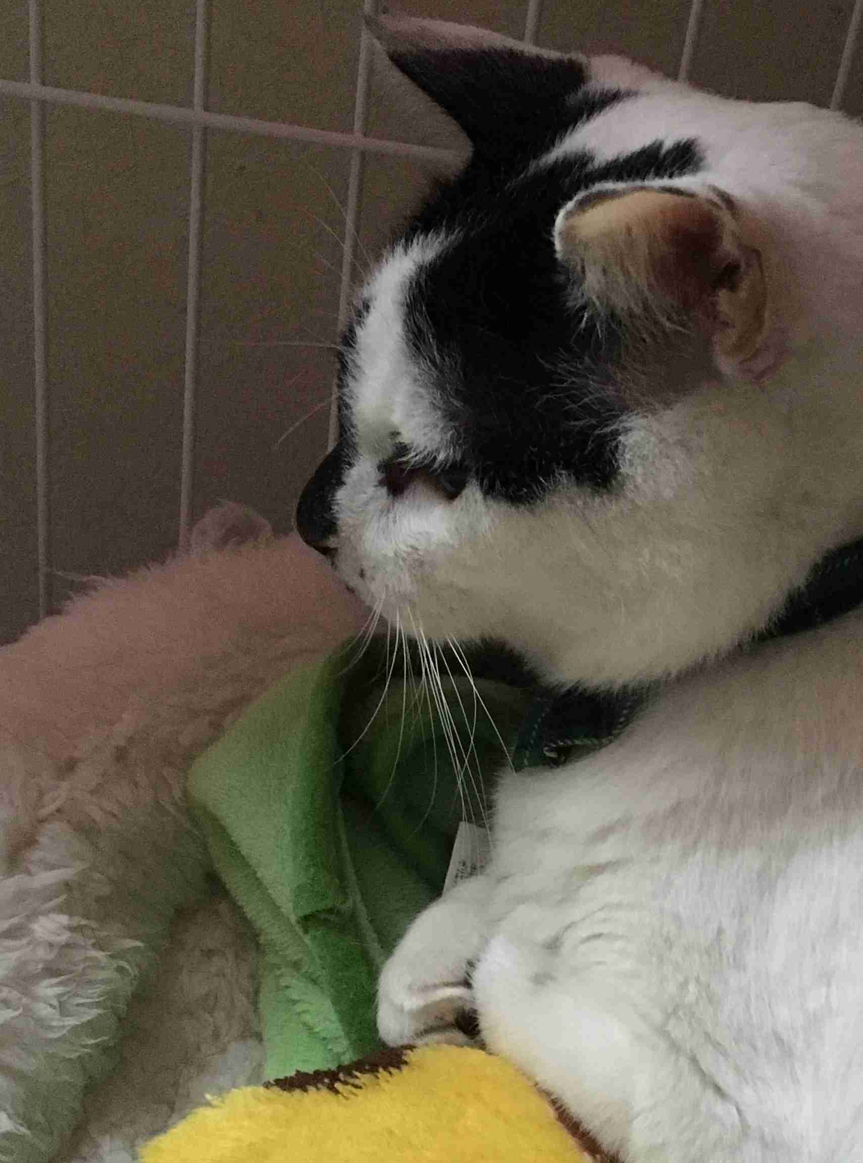 猫好きだけど猫アレルギーな人…