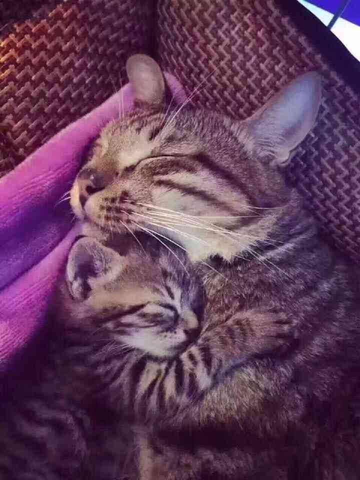 【画像】可愛い動物が溜まりに溜まるトピ