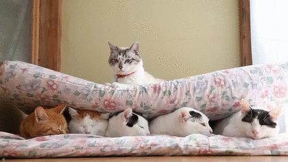 【画像】可愛い動物が溜まりに溜まるトピ