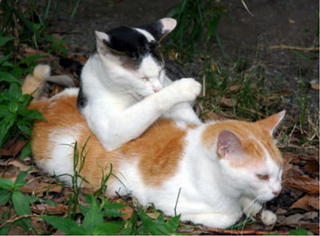 【画像】可愛い動物が溜まりに溜まるトピ