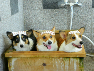 【画像】可愛い動物が溜まりに溜まるトピ