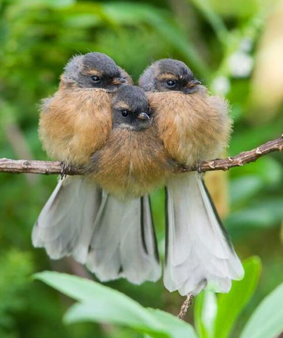 【画像】可愛い動物が溜まりに溜まるトピ