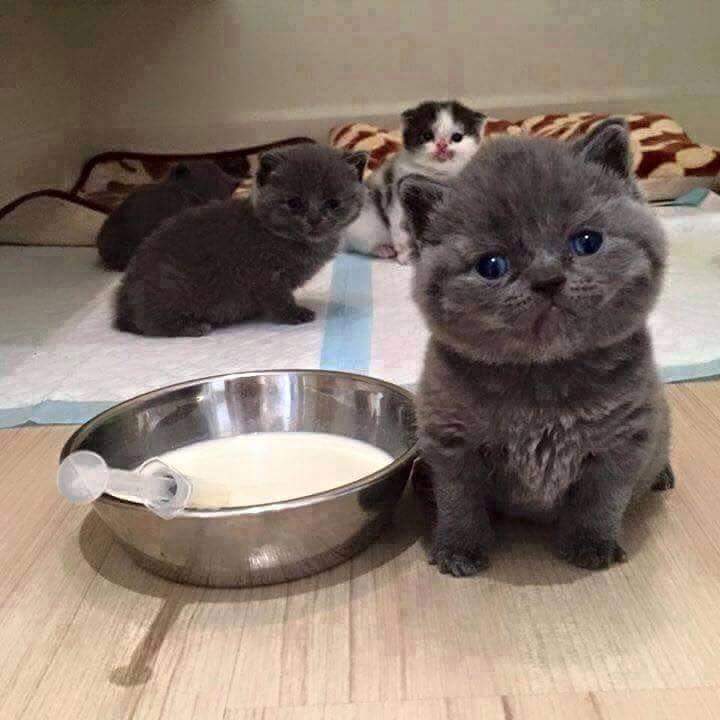 【画像】可愛い動物が溜まりに溜まるトピ