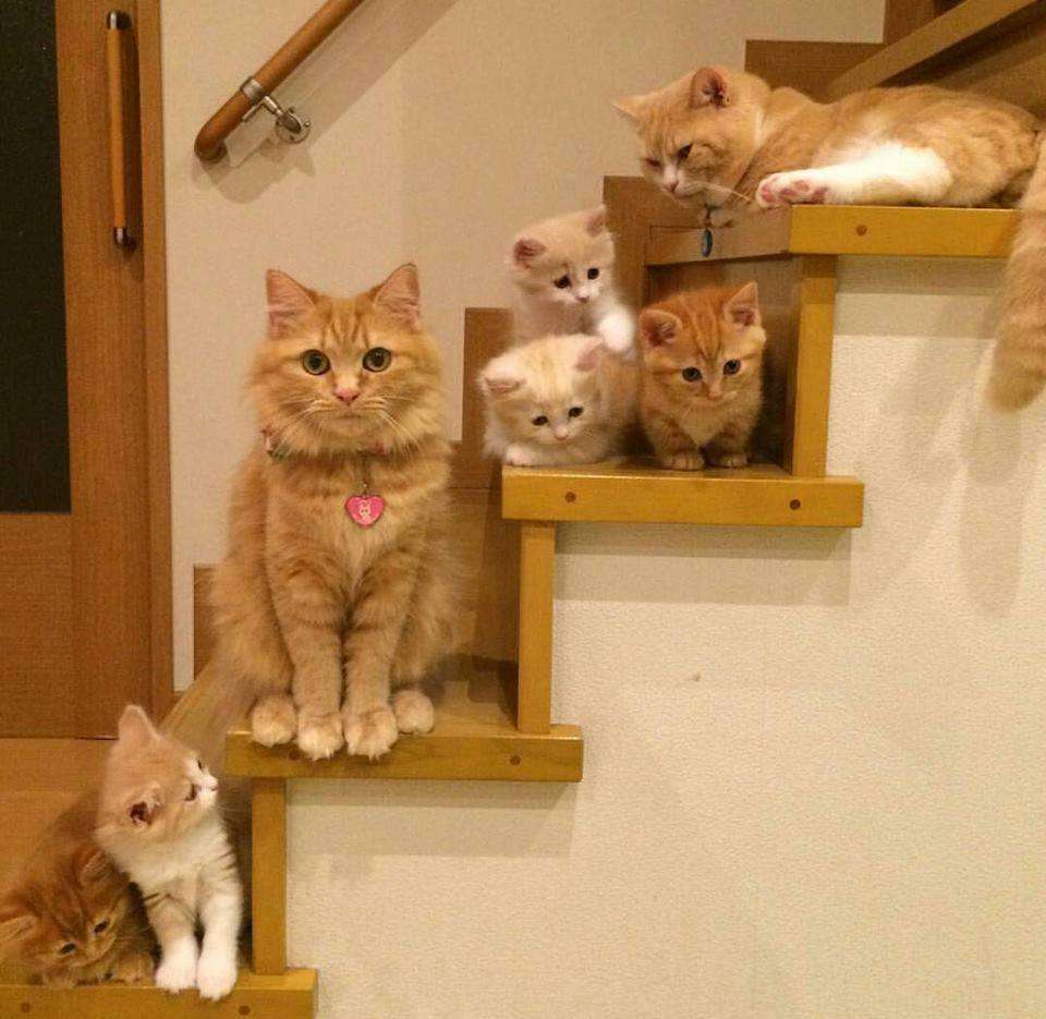 【画像】可愛い動物が溜まりに溜まるトピ