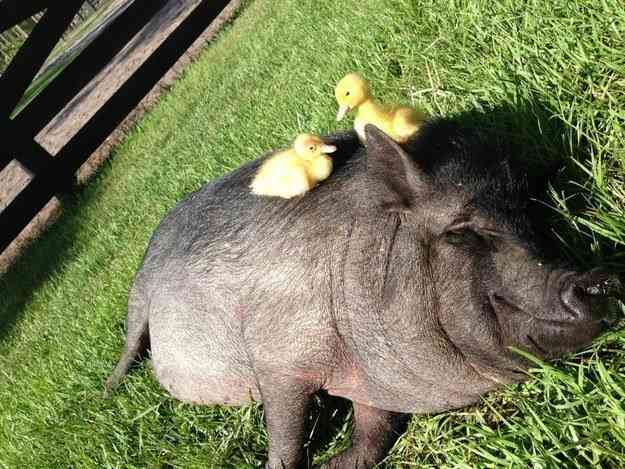 【画像】可愛い動物が溜まりに溜まるトピ