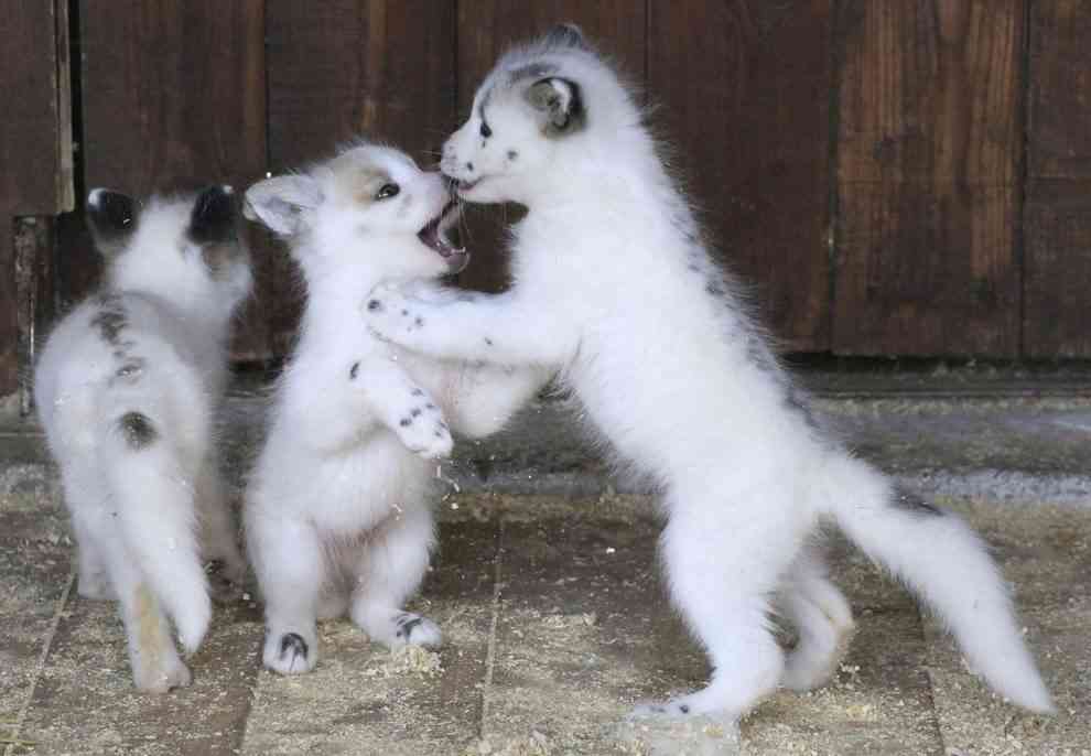 【画像】可愛い動物が溜まりに溜まるトピ