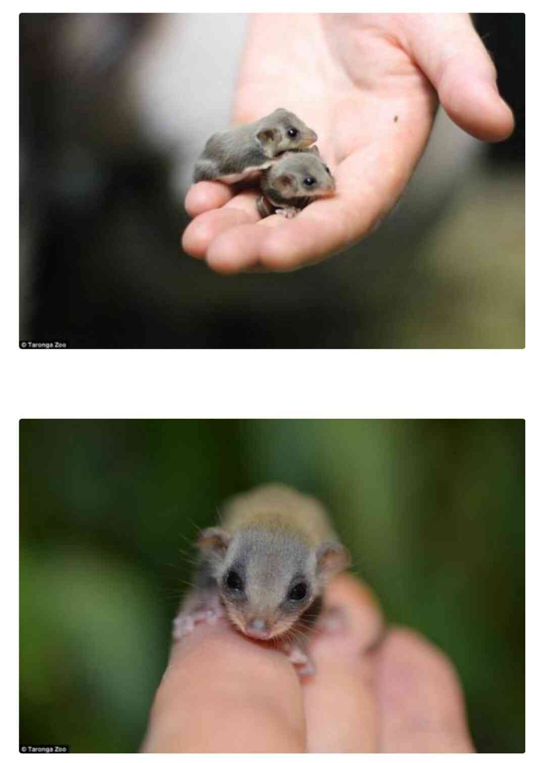 【画像】可愛い動物が溜まりに溜まるトピ