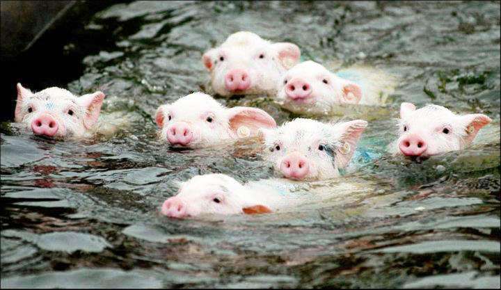 【画像】可愛い動物が溜まりに溜まるトピ