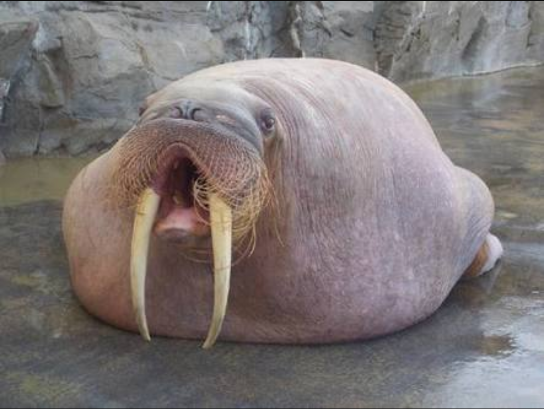 ガルちゃんのイメージ画像を貼ろう