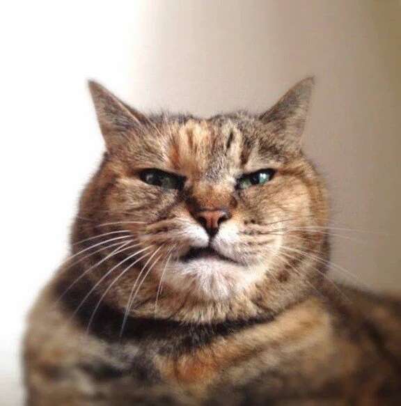 ガルちゃんのイメージ画像を貼ろう