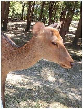 ガルちゃんのイメージ画像を貼ろう