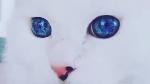 綺麗な目の人