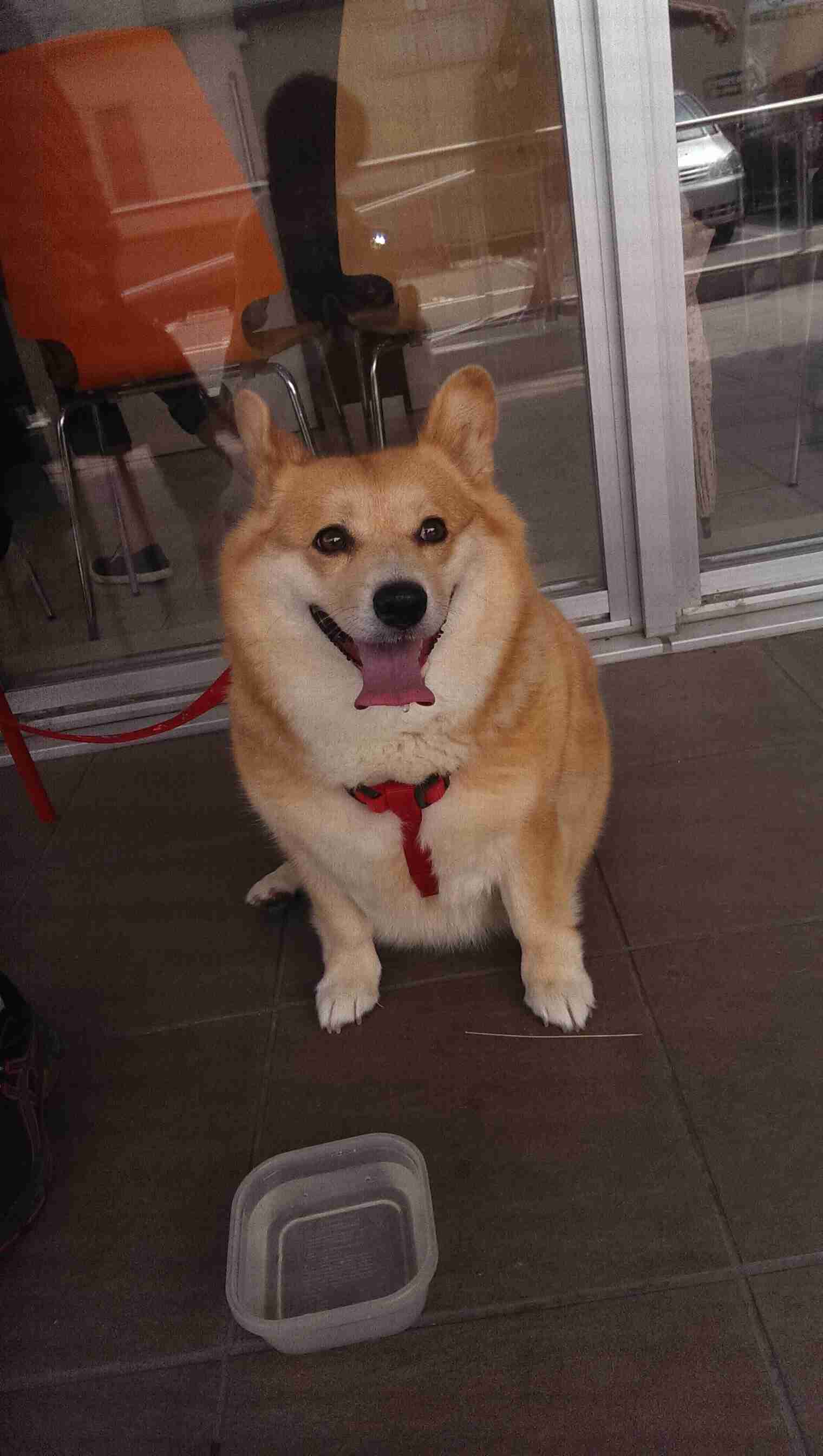 私の愛犬のカワイイところ!